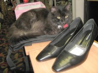 Kitty vogter Janes nye sko.